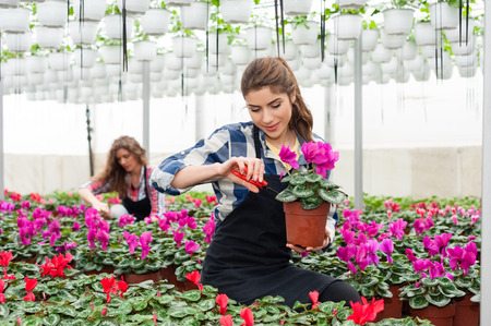 Florists women working with flowers in a greenhouse.の写真素材
