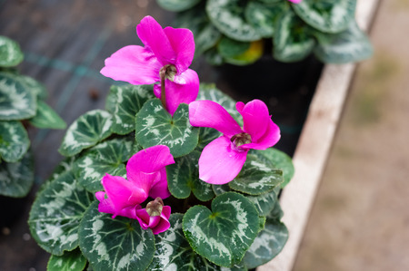 Flower culture in a greenhouseの写真素材