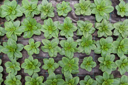 Flower culture in a greenhouseの写真素材