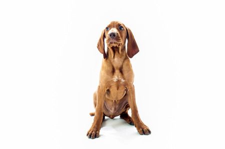 VIzsla dog sitting  on white backgroundの写真素材