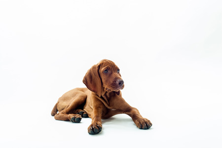 VIzsla dog sitting  on white backgroundの写真素材