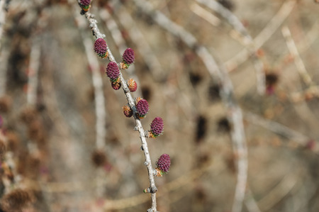 Pine tree branchの写真素材