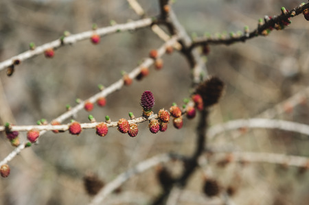 Pine tree branchの写真素材