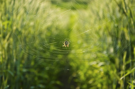 Spider in a webの写真素材