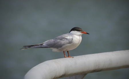 River seagullの写真素材