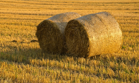 Belarusian field: gold hay.