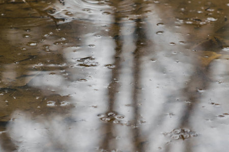 Water Strider. Gerris lacustris. Russiaの写真素材