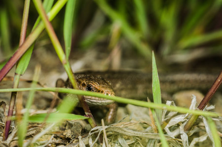 Lizard crawling across the rocky surfaceの写真素材