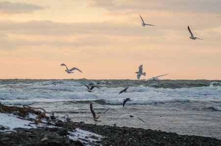 Flight of the Sea Gullsの写真素材