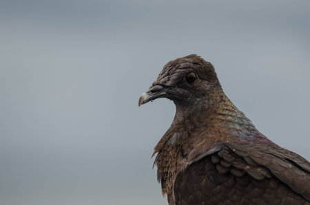 Unknown bird resting after a long flightの写真素材