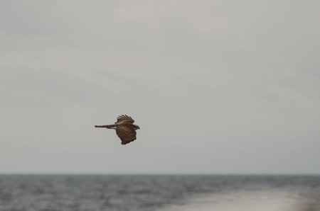 Falcon flies around the shipの写真素材