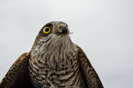 Falcon resting after a hard tripの写真素材
