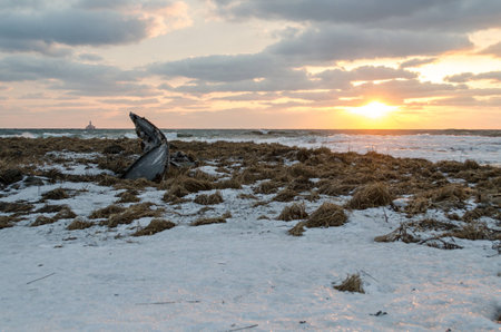 Broken boat on the spring beachの写真素材