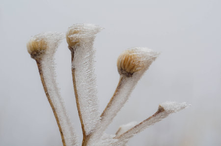 Plants in spring iceの写真素材