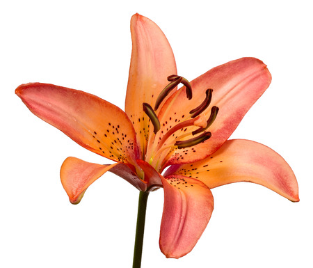 the flowers  lily isolated on white backgroundの写真素材