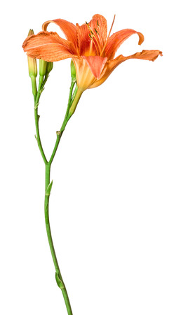 the flowers  lily isolated on white backgroundの写真素材