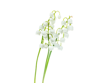The white snowdrops isolated on white backgroundの写真素材