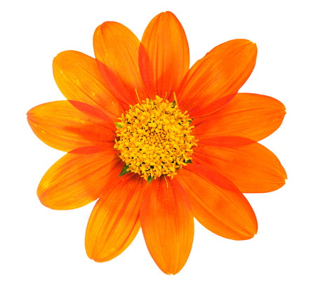 the orange flower isolated on white backgroundの写真素材