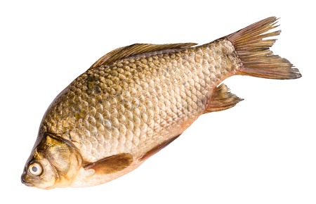 the silver crucian isolated on white backgroundの写真素材