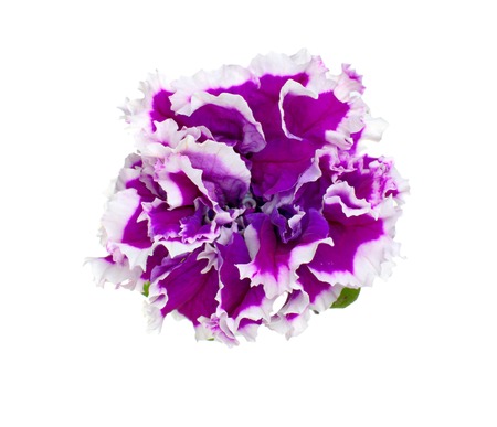 the purple  petunia isolated on white backgroundの写真素材