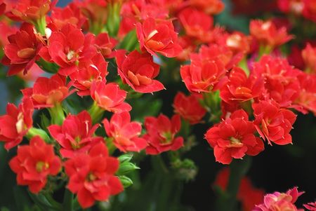red postcardの写真素材
