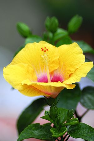 yellow postcardの写真素材