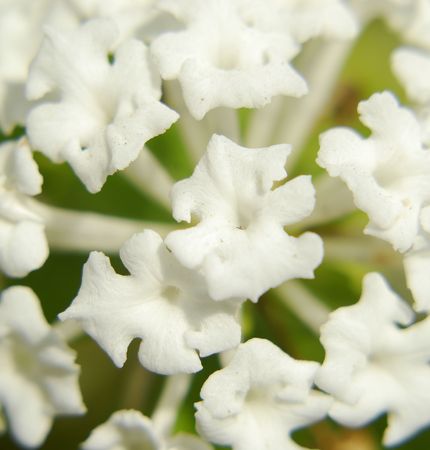 white and yellowの写真素材