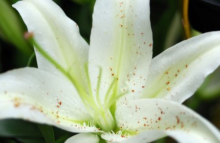 white flowers postcardの写真素材