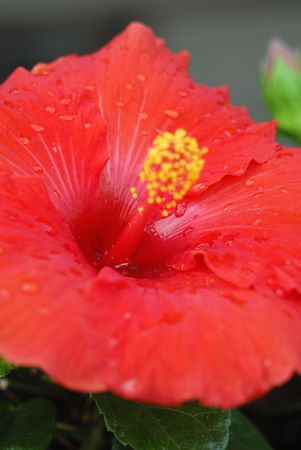 red flower postcardの写真素材