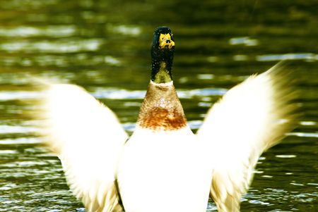 Duckの写真素材