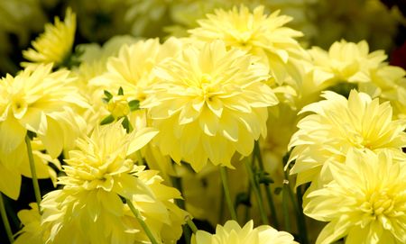 flowersの写真素材