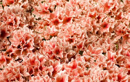 red flowersの写真素材