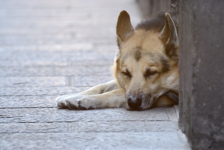 dogの写真素材