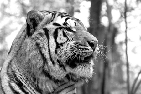 tigerの写真素材