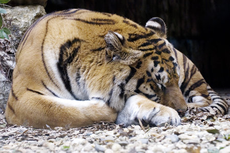 tiger