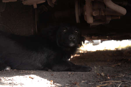 Black dog under the car looking at the camera. Dog under the wheel of a car. Dog with a wistful look.の写真素材