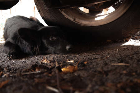 Black dog under the car looking at the camera. Dog under the wheel of a car. Dog with a wistful look.の写真素材