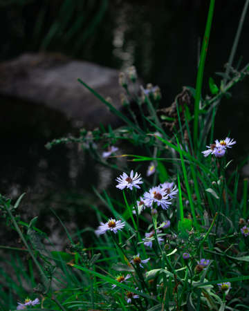 Selective focus Sea aster or Tripolium pannonicum, beautiful little wild flower in vibrant light by a rural river. Sea Aster, a genus of perennial flowering plants in the family Asteraceae.の写真素材