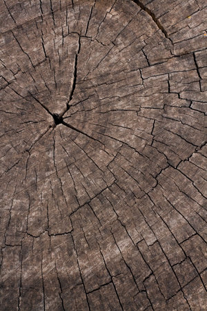 Close up wooden texture background. Cross section of a felled tree showing growth rings. Old natural wood texture of cut tree trunk for text and background. Design of natureの写真素材