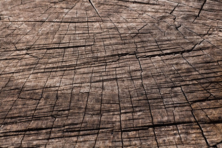 Close up wooden texture background. Cross section of a felled tree showing growth rings. Old natural...