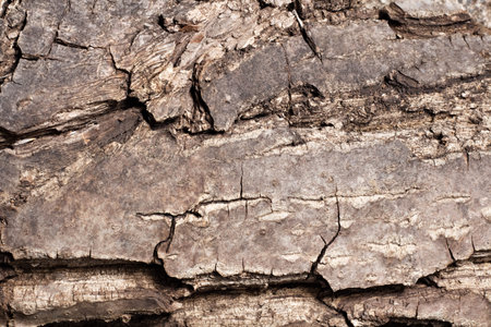 Bark of walnut tree, macro, background texture. The old wood texture with natural patterns for...