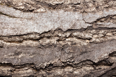 Bark of walnut tree, macro, background texture. The old wood texture with natural patterns for...