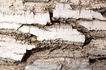 Bark of walnut tree, macro, background texture. The old wood texture with natural patterns for background, text, backdrop, copy space. Background pattern of the treeの写真素材