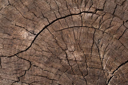 Close up wooden texture background. Cross section of a felled tree showing growth rings. Old natural wood texture of cut tree trunk for text and background. Design of natureの写真素材