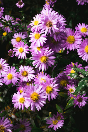 A close up photo of a bunch of pink chrysanthemum flowers with yellow centers. Chrysanthemum pattern in flowers park. Cluster of pink purple chrysanthemum flowers.の写真素材