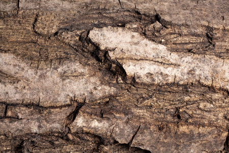 Bark of walnut tree, macro, background texture. The old wood texture with natural patterns for background, backdrop, copy space. Background pattern of the treeの写真素材