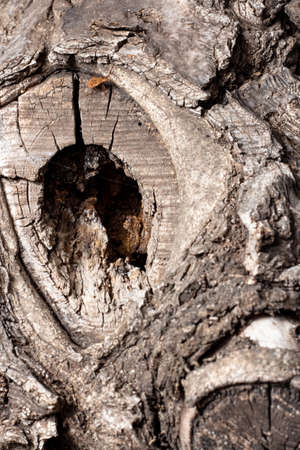 Bird nest hole tree trunk. Close-up of brown wood texture background.の写真素材