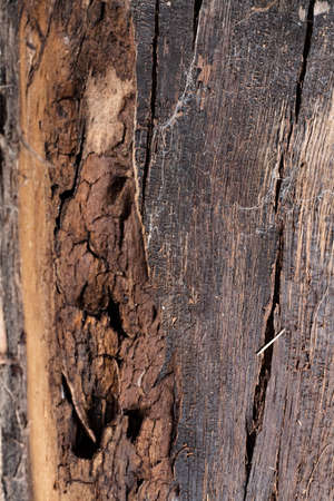 Close-up of brown wood texture background. The old wood texture with natural patterns for background, text, backdrop, copy space. Background pattern of the treeの写真素材