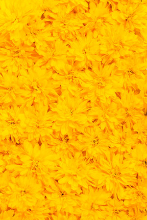 Summer and spring blossoming yellow flowers. Bright floral card. Gardening, botanical, texture and flora concept - beautiful flowers. Yellow floral background.の写真素材