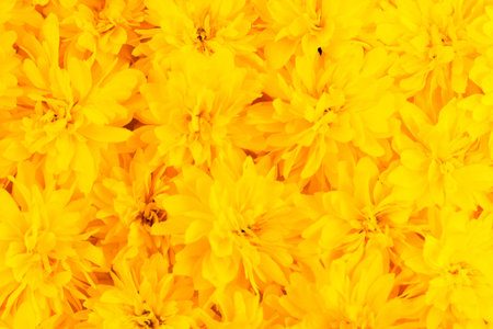 Summer and spring blossoming yellow flowers. Bright floral card. Gardening, botanical, texture and...